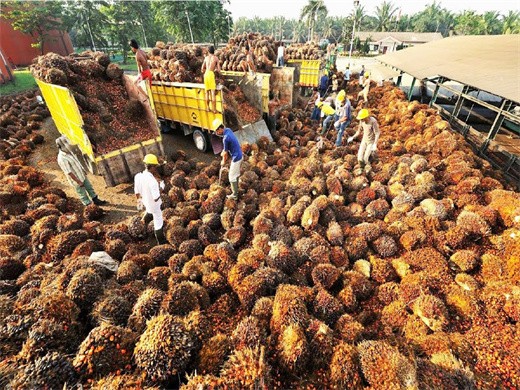 prensa de aceite de palma y calentamiento global en peru