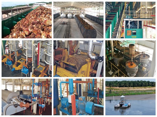 métodos de procesamiento de aceite de palma roja en méxico