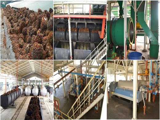 planta de molino de aceite de palma de china máquina de extracción de aceite de palmiste